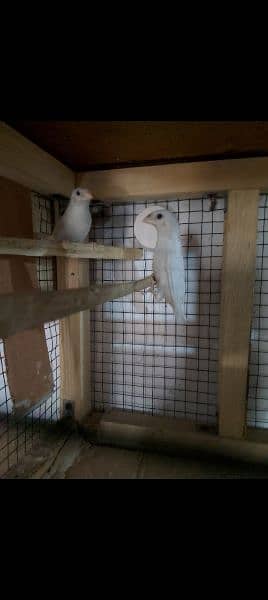 Benglese finch hai to pair ready to breed for sale 1