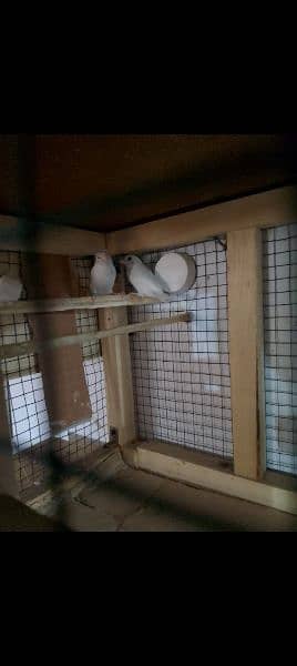 Benglese finch hai to pair ready to breed for sale 2