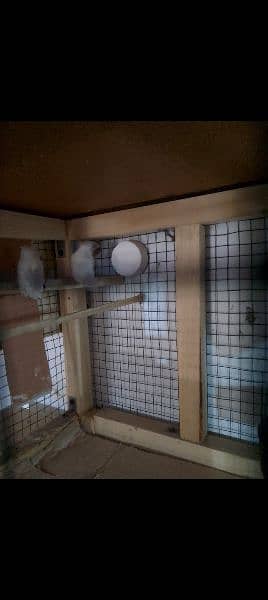 Benglese finch hai to pair ready to breed for sale 3