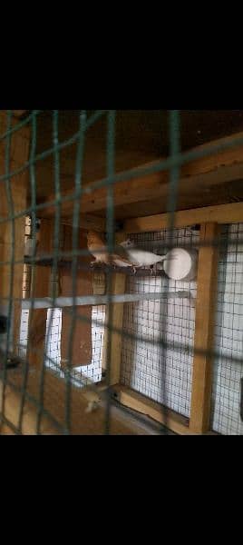 Benglese finch hai to pair ready to breed for sale 5