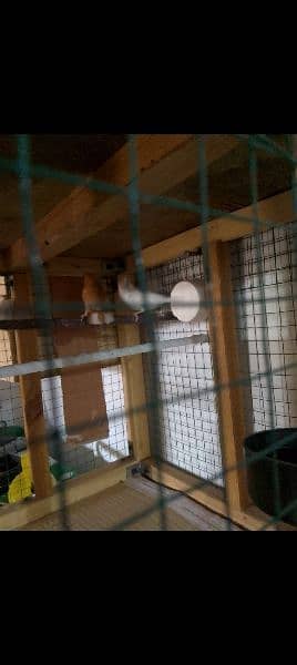 Benglese finch hai to pair ready to breed for sale 6