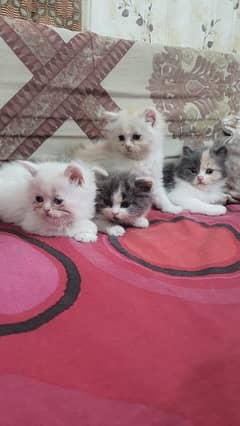 Persion Kittens for Sale