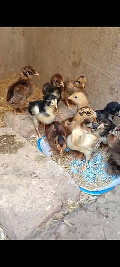 Lakah lasani cross chicks available