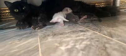 one pregnant female 4 kitten