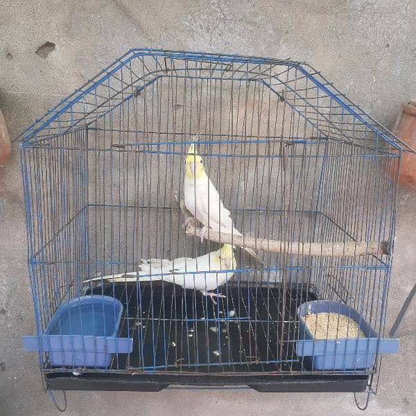cock tail for sale urgent 3