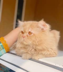 ginger persian male cat tripple coated