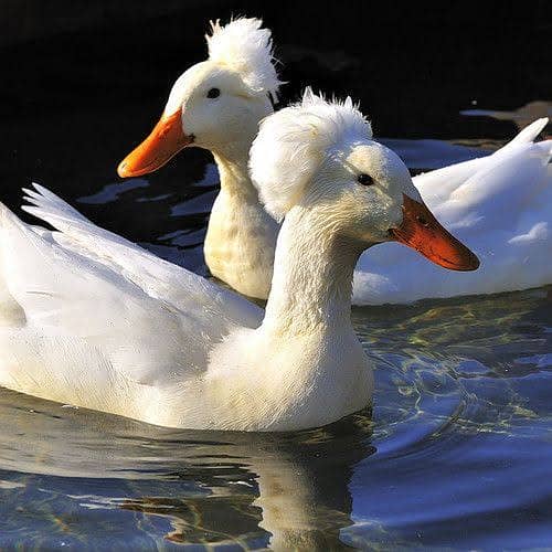White Crested Ducks 1
