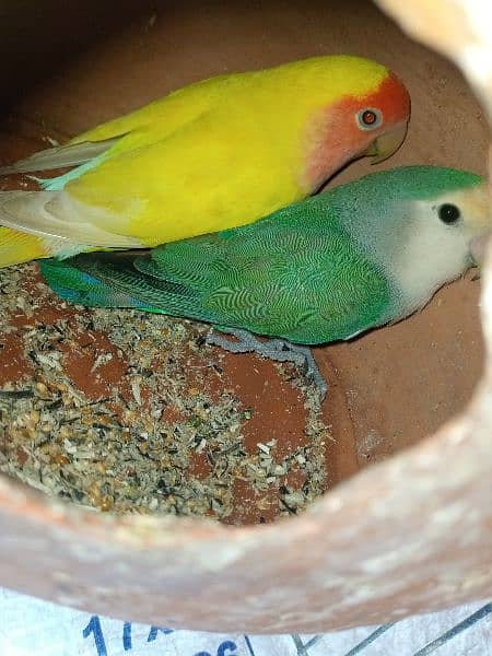 Breeding Pairs of Lovebird, Lutinos & Complete Setup for Sale! 2