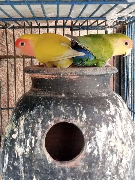 Breeding Pairs of Lovebird, Lutinos & Complete Setup for Sale! 1