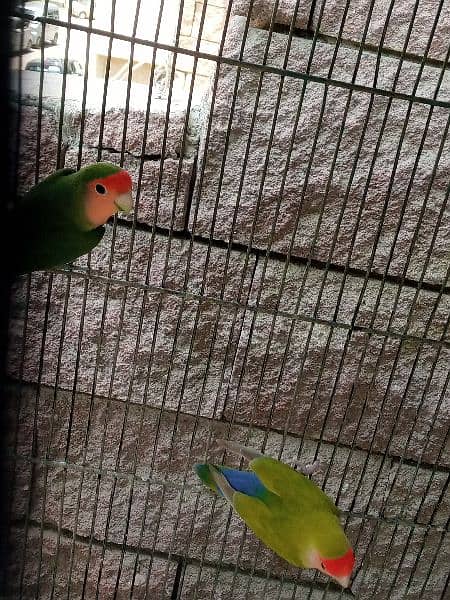 Breeding Pairs of Lovebird, Lutinos & Complete Setup for Sale! 3