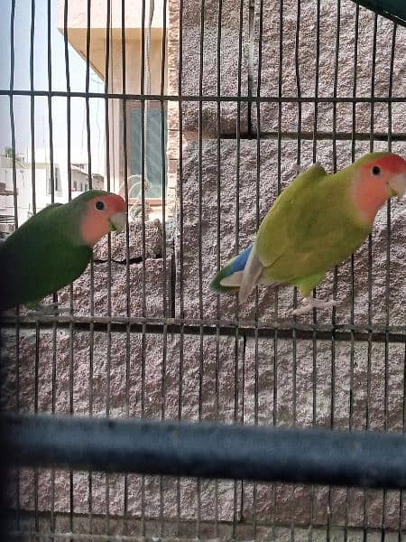 Breeding Pairs of Lovebird, Lutinos & Complete Setup for Sale! 4