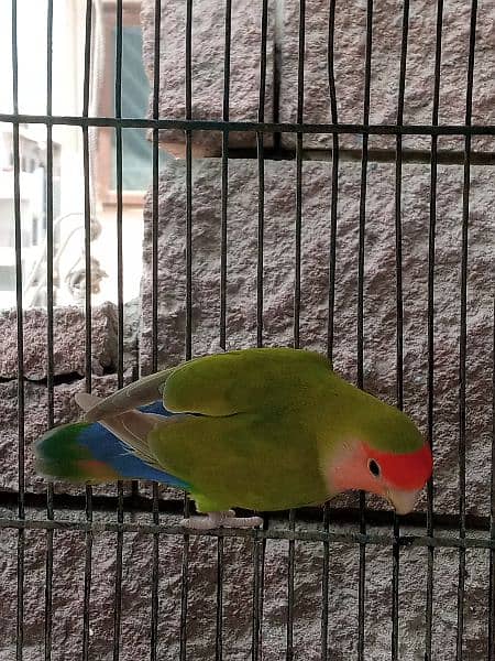 Breeding Pairs of Lovebird, Lutinos & Complete Setup for Sale! 5