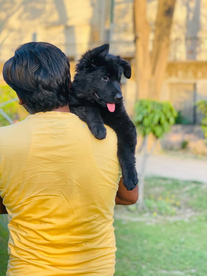 Black German shepherd puppies available for sale 1
