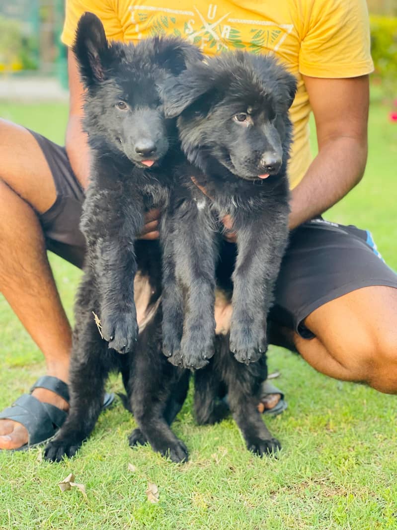 Black German shepherd puppies available for sale 5