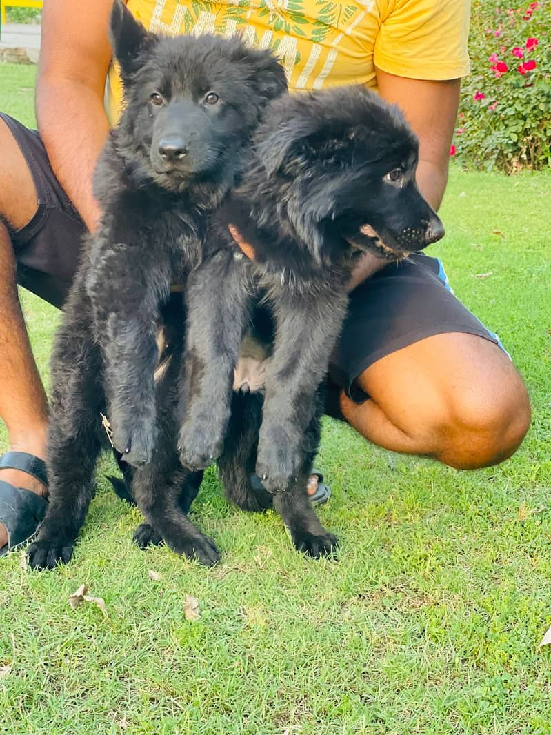 Black German shepherd puppies available for sale 6