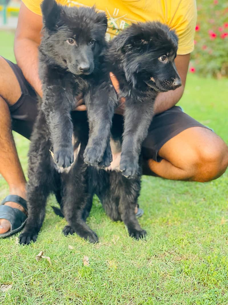 Black German shepherd puppies available for sale 7