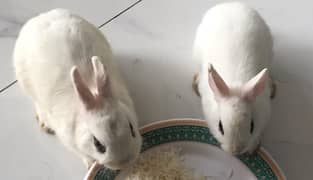 Rabbit ( Malashians bread hot hot)