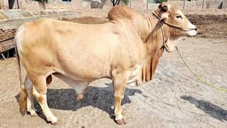 Sahiwal Bull (Nukra) 0