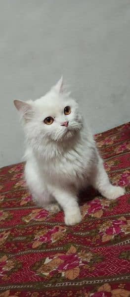 Persian male cat 2