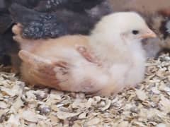 Golden Misri Chicks for Sale