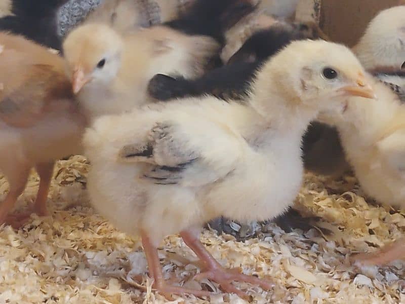 Golden Misri Chicks for Sale 1