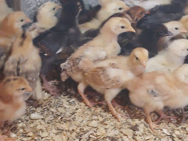 Golden Misri Chicks for Sale 3