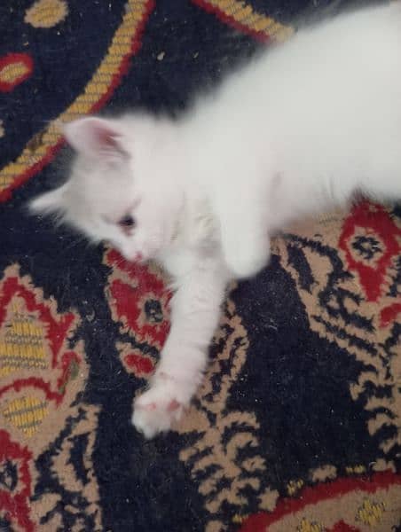 Persian kittens for sale 4