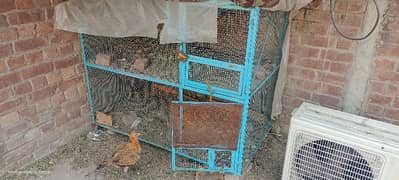 Hen cage double portion with hens