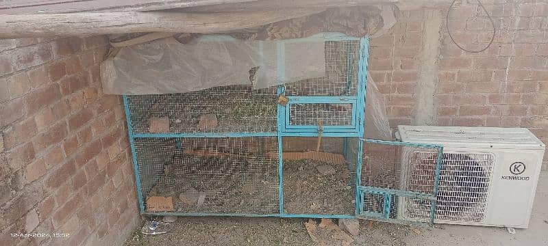 Hen cage double portion with hens 3