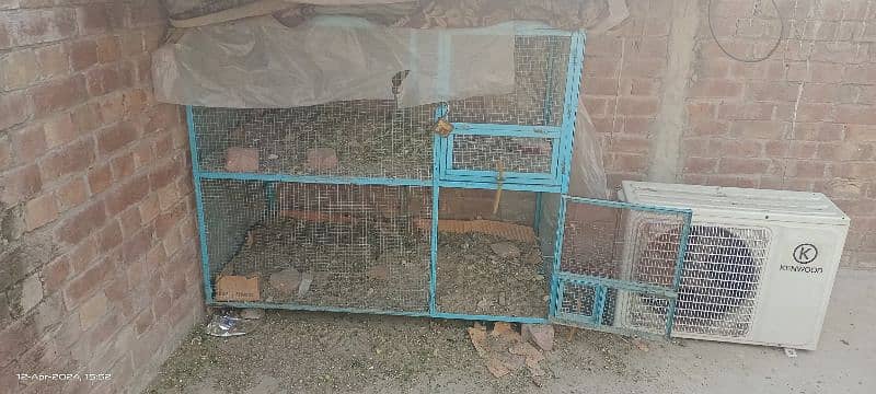 Hen cage double portion with hens 4