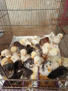 aseel chick's upto for sale breeders attach in pics