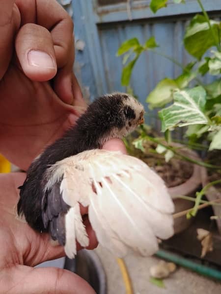aseel chick's upto for sale breeders attach in pics 1