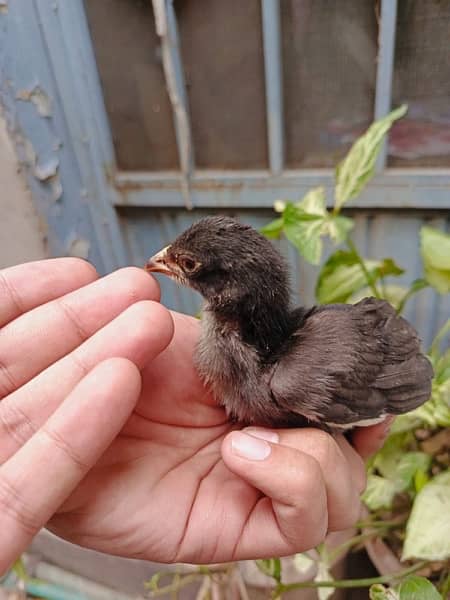 aseel chick's upto for sale breeders attach in pics 2