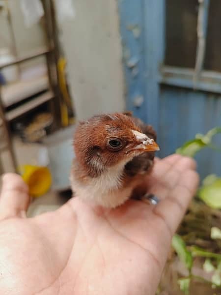 aseel chick's upto for sale breeders attach in pics 3