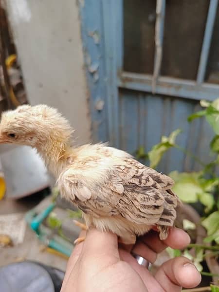 aseel chick's upto for sale breeders attach in pics 4