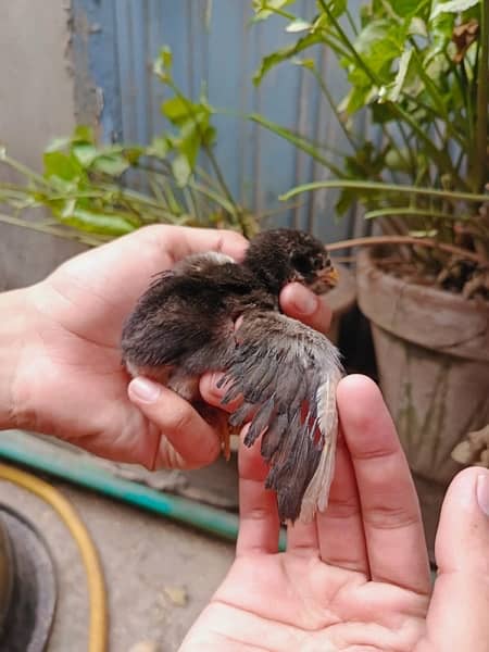 aseel chick's upto for sale breeders attach in pics 5