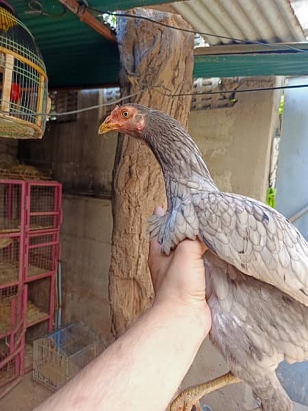 aseel chick's upto for sale breeders attach in pics 6