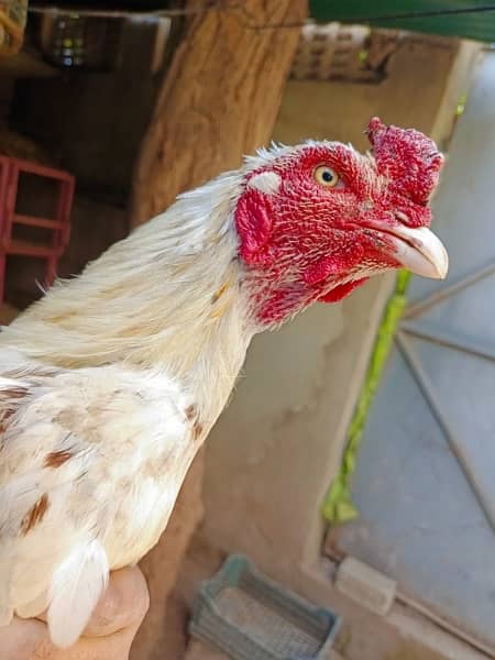 aseel chick's upto for sale breeders attach in pics 8