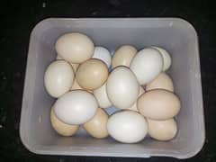 misri and Desi fertile eggs 0