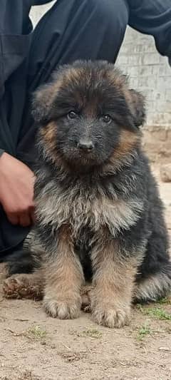 male fimale puppies available