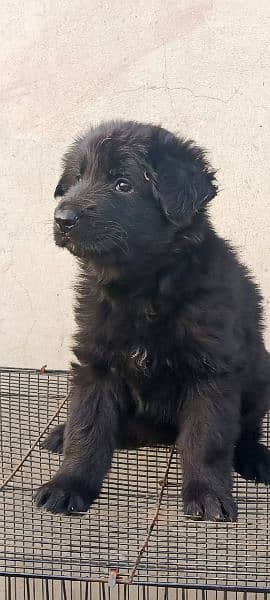 male fimale puppies available 1