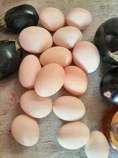fertile eggs available