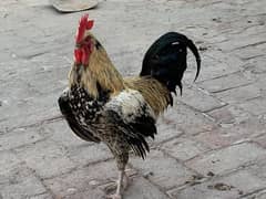 Golden mishri Egg laying Hens For Sale 0