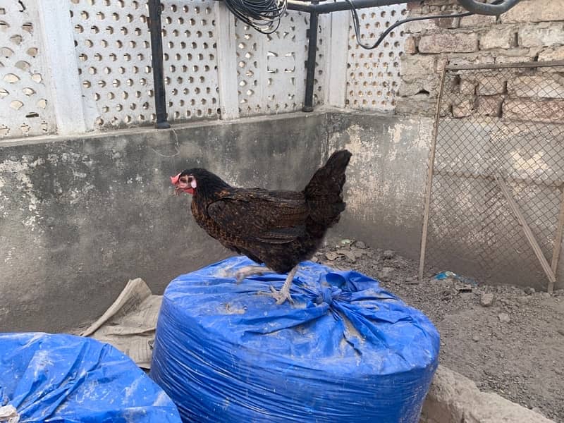 Golden mishri Egg laying Hens For Sale 1