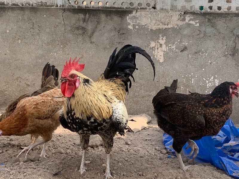 Golden mishri Egg laying Hens For Sale 2
