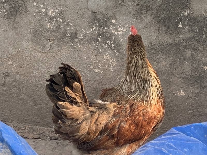 Golden mishri Egg laying Hens For Sale 3