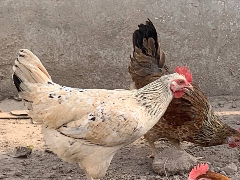 Golden mishri Egg laying Hens For Sale 4