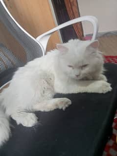 Persian cat Tripple Layer 0