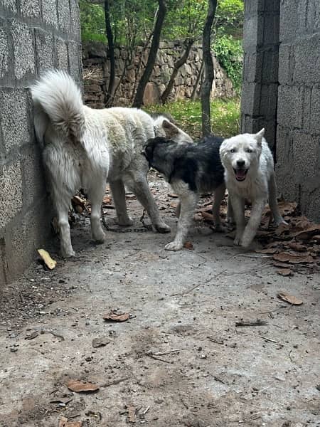 husky puppies  white male , white and black female 10