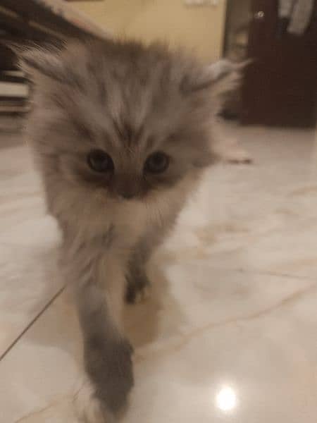 Persian kittens for sale 3